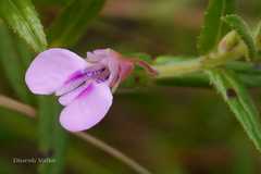 Impatiens brevicornis